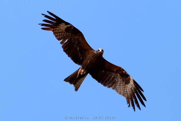 Black kite: Urban predator. It is him that we most often see outside the window, surprised that there are birds of prey in the city. - Birds, Animals, Kite, Animal book, Yandex Zen, Longpost