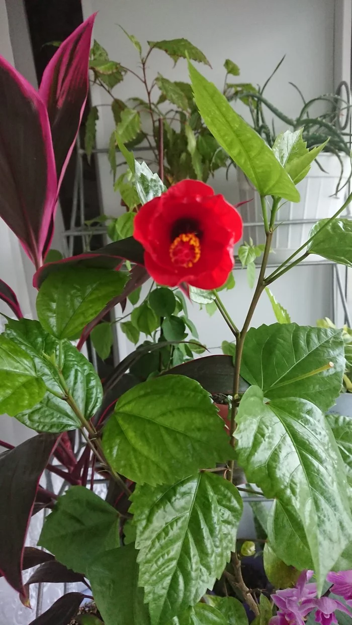 Hibiscus - My, Hibiscus, Houseplants, Longpost