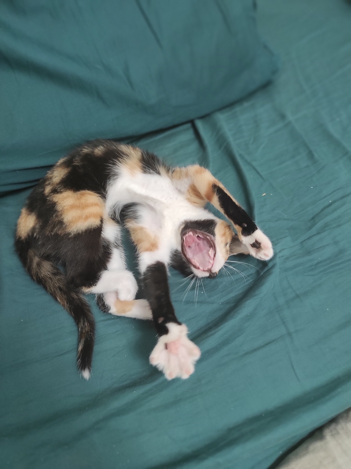 ��� ����