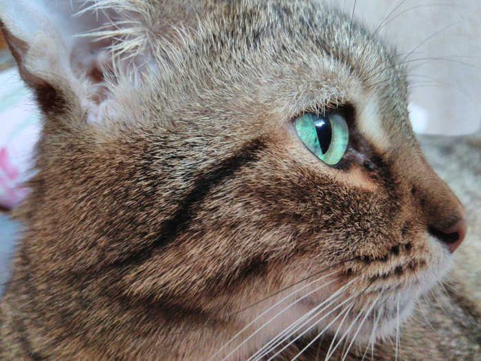 ������ ������� ����