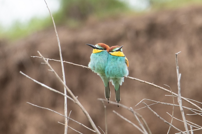 Семейная пара