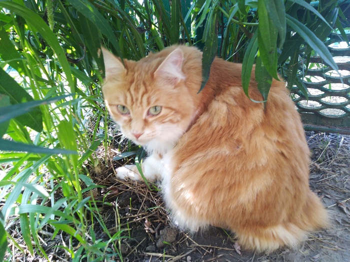 Царевну выперли из дворца (отдам кошку) Помощь, Кот, В добрые руки, Без рейтинга, Ростов-на-Дону, Ростовская область, Курильский бобтейл, Длиннопост