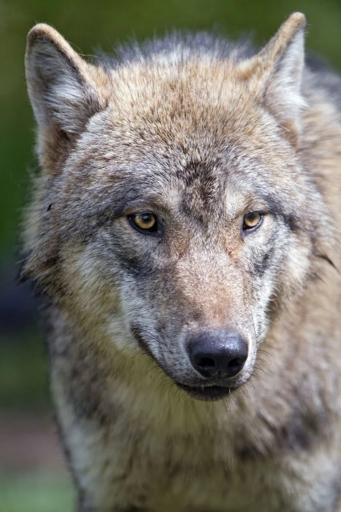 Wolves - Wolf, Canines, Wild animals, Animals, Zoo, Longpost, The photo, Predatory animals