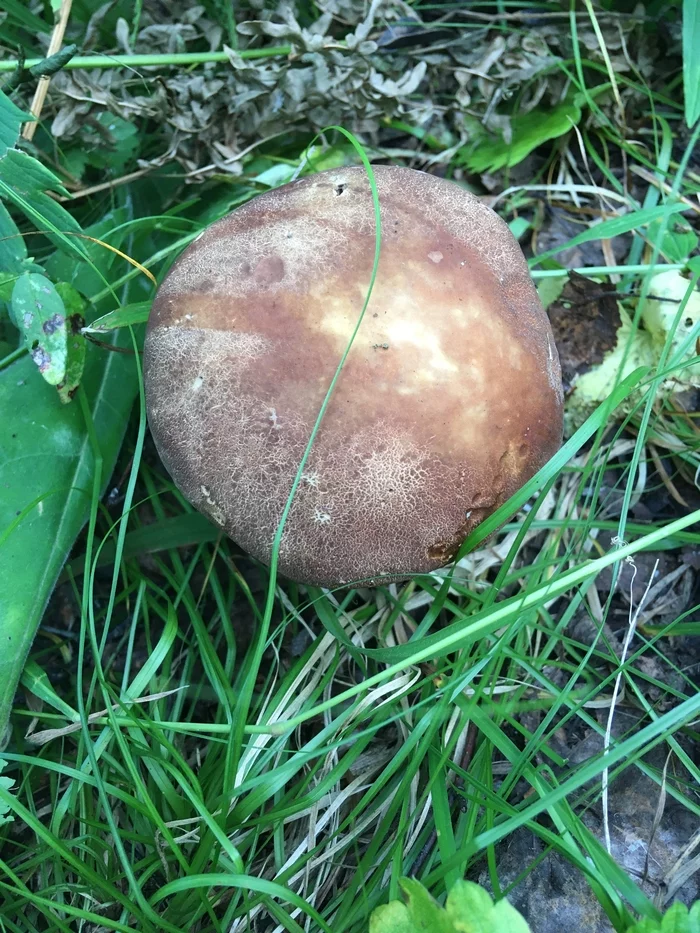 some mushrooms - My, Mushrooms, Chanterelles, Porcini, Mobile photography, Longpost