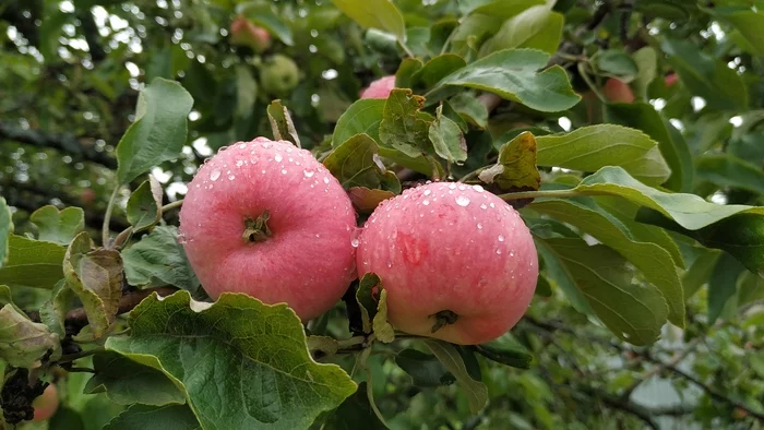 Apples - My, Mobile photography, Dacha, Morning