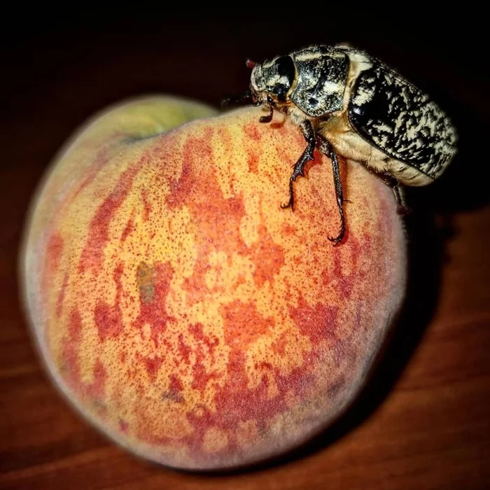 girl with peach - My, Everything is like animals, Жуки, Peaches, Evgeniya Timonova, Serbia, Entomology, Fluffy, Meeting, , Night city, Longpost