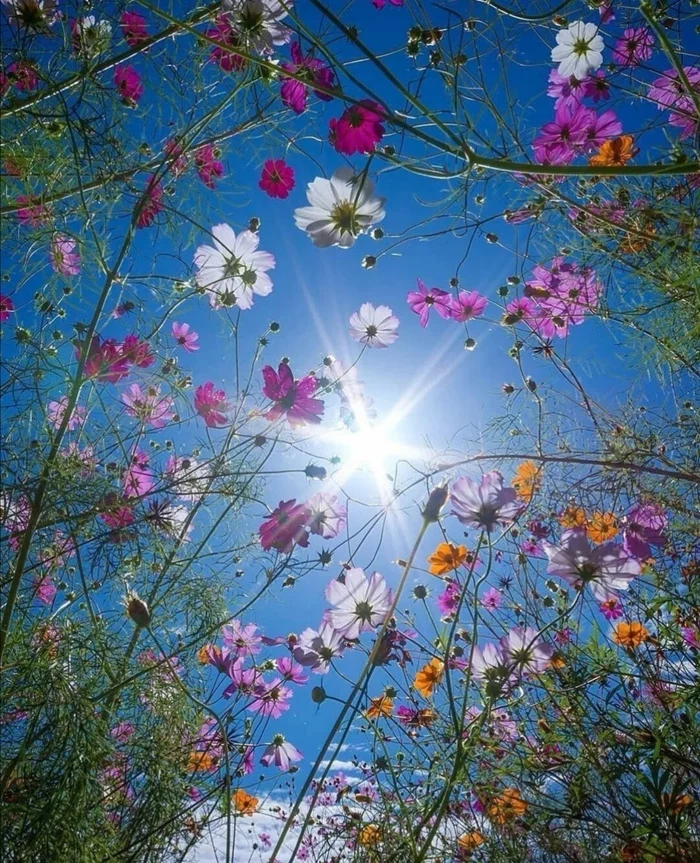 Flowers - Summer, Flowers, Cosmos, The sun, Sky, Foreshortening