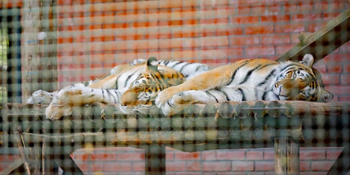 Leopards do not marry according to the calculation and desire of zoologists! - Big cats, Tiger, Amur tiger, Leopard, Far Eastern leopard, Cat family, Reproduction, Moscow Zoo, , Branch, Moscow region, Volokolamsk district, Подмосковье, Longpost