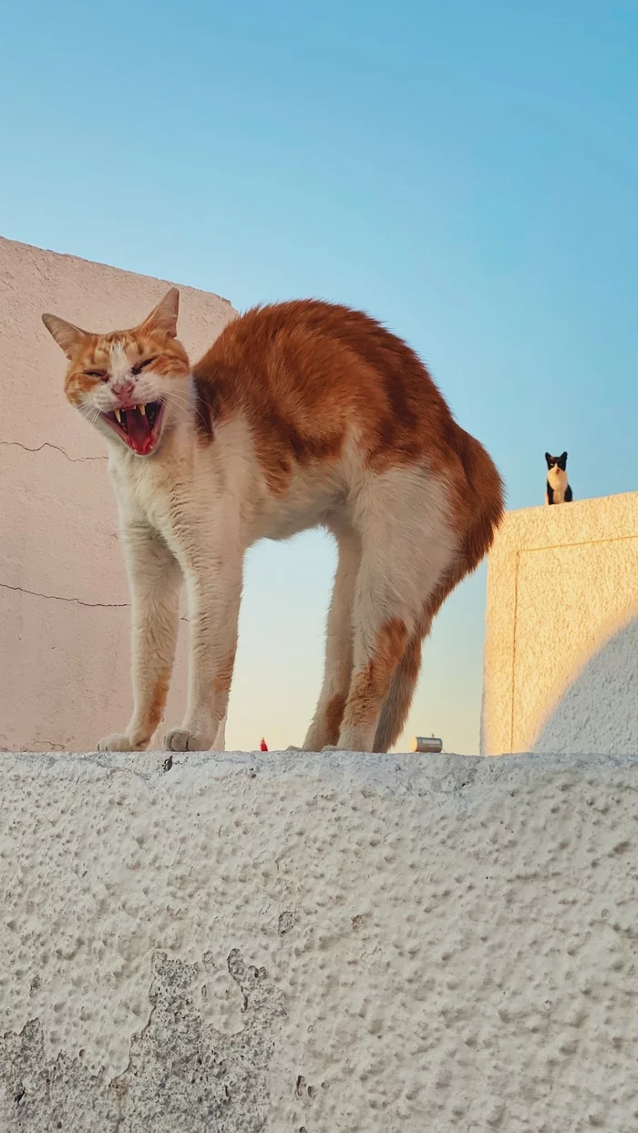 Photo of my mom's cats from a vacation in Greece :) - My, cat, Greece, The photo