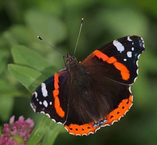 Butterflies - My, Butterfly, Insects, Warbler, Work, Chelyabinsk, Longpost