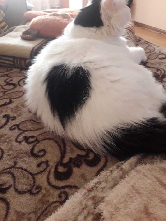 Все делятся фотками своих котов и мне хочется