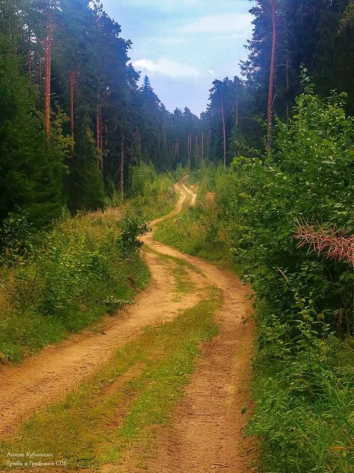 Весточка от грибника из Питера - Моё, Грибы, Грибники, Тихая охота, Еда, Лес, Природа, Длиннопост, Стихи