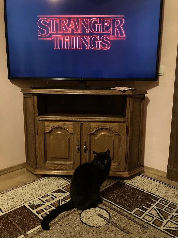 ... the master of strange affairs - My, cat, TV series Stranger Things, Pets