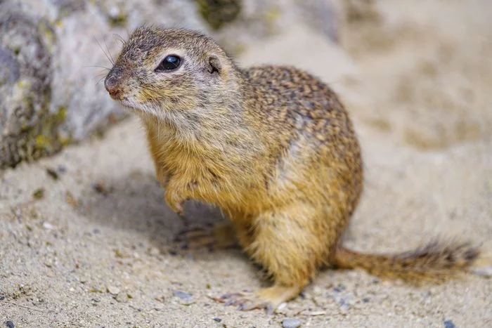 European ground squirrel - Gopher, Rodents, Animals, Wild animals, Zoo, Longpost, The photo