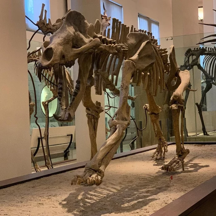 Amphicyon beardogs - Paleontology, Mammals, Cenozoic, Fossils, Bones, The science, Skeleton, Longpost, Predatory animals