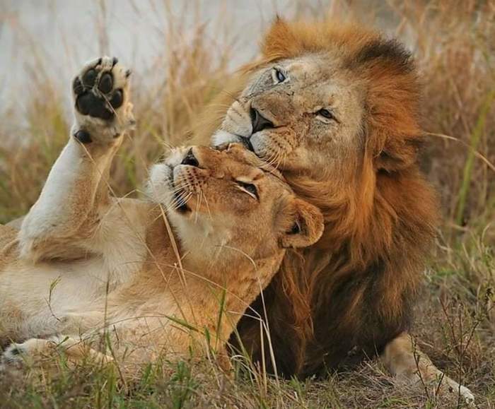 Honeymoon? - a lion, Lioness, Big cats, Cat family, Milota, Wild animals, The photo, Predatory animals