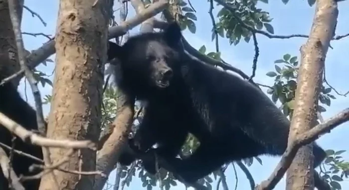 Bear cubs conquer the peaks - The Bears, Teddy bears, Himalayan bear, Wild animals, Animal Rescue, Tiger Center, Milota, Stretching, , Interesting, Primorsky Krai