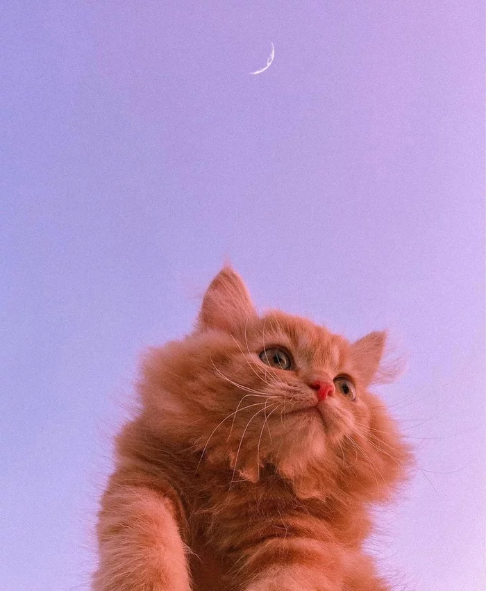 Mooncat - The photo, cat, moon, lunar prism