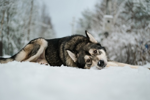 About a fur coat, about children, about nature and harmony. Let's talk about neutering dogs. - Husky, Dog, No rating, Saint Petersburg, Leningrad region, Longpost, Sterilization, Care and maintenance, In good hands