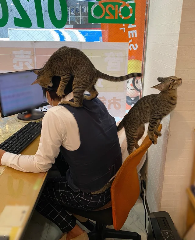 Helpers - cat, Assistant