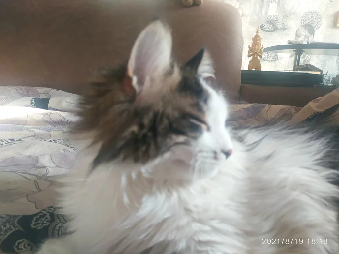 Мои сКоты))) И первая Мамина - Моё, Кот, Милота, Длиннопост