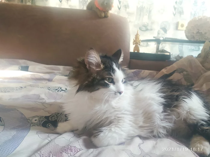 Мои сКоты))) И первая Мамина - Моё, Кот, Милота, Длиннопост