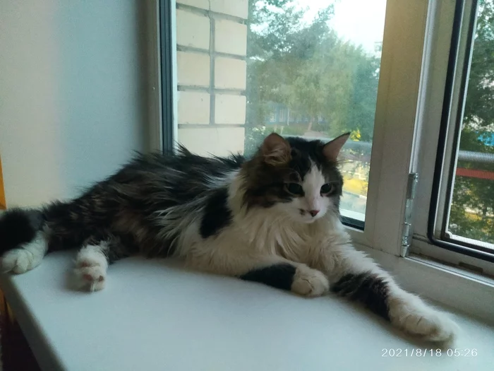 Мои сКоты))) И первая Мамина - Моё, Кот, Милота, Длиннопост