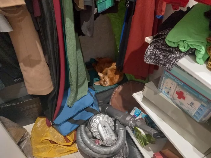 Немного избранного котя вам в ленту - Моё, Абиссинская кошка, Кот, Домашние животные, Суровость, Вы продаете рыбов?, Длиннопост