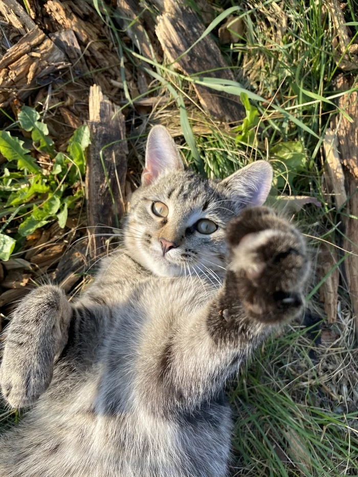 Country cat - My, cat, Village, Summer, Longpost