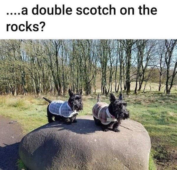 Two tapes on a stone - Reddit, Scotch whiskey, Scotch Terrier, Wordplay