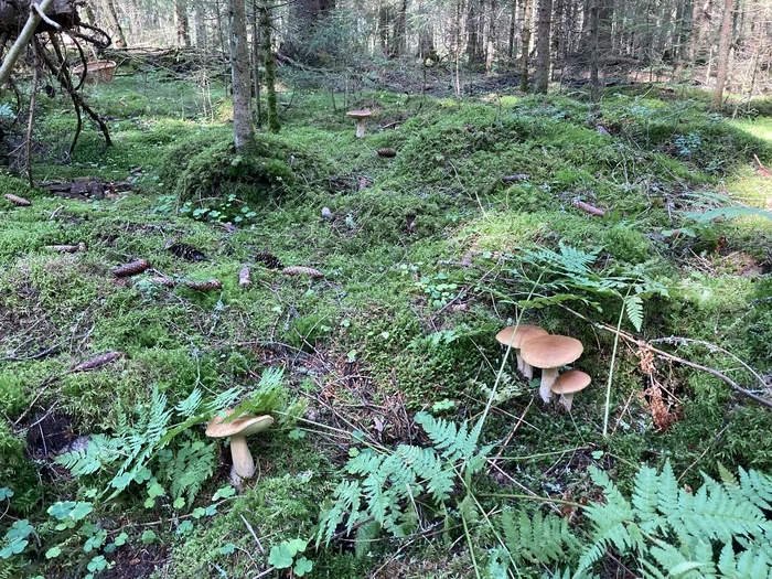 Mushrooms of the Leningrad region, part 4 - My, Mushrooms, Forest, beauty, Video, Longpost, Borovik, Silent hunt, ONE HUNDRED