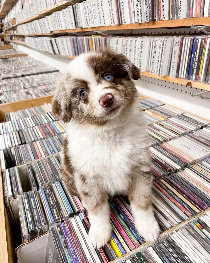 There's a dog in the music store - Dog, A music shop, Puppies, Australian shepherd