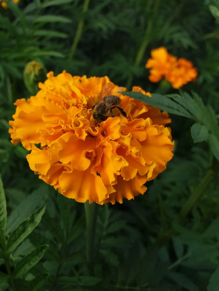 Striped asses of hummers - My, Insects, Flowers, Marigolds, Bees, Bumblebee, Wasp, Longpost