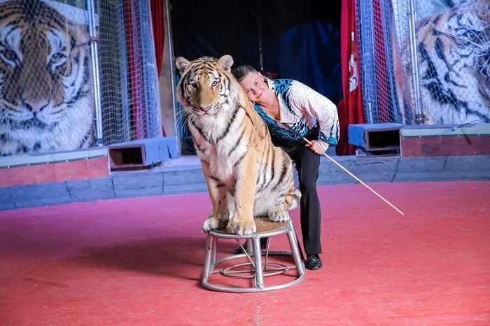 A circus without animals? Who needs it? - My, Circus, Animals, Trainer, Article, Wild animals, Cruelty, Tamer, Animal defenders, , Radical animal protection, Longpost, Negative