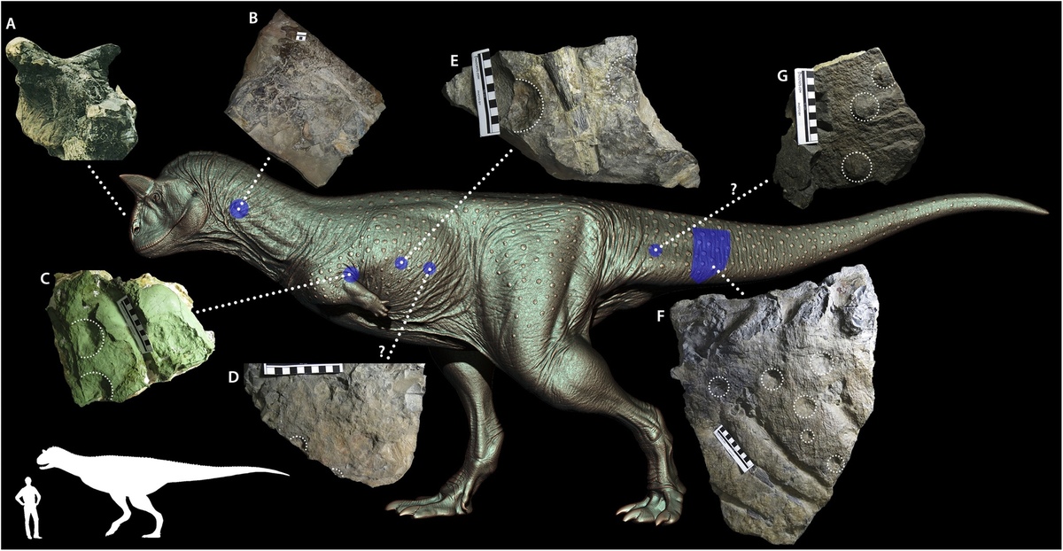 An explorer has found a dinosaur