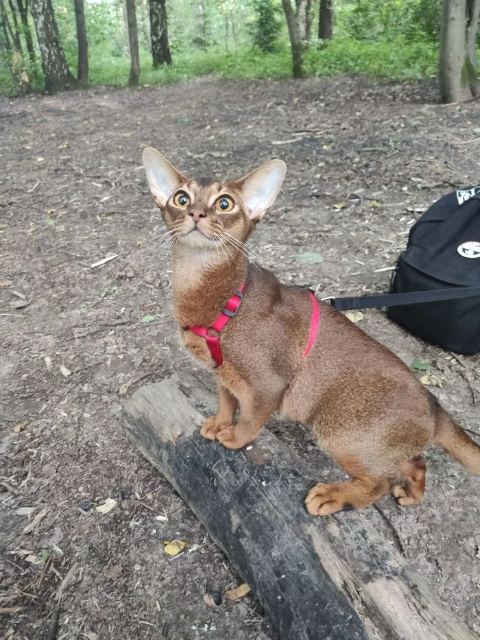 Кошка, которая позволяет себя гладить только во время приёма пищи - Моё, Кот, Без рейтинга, Питание, Вопрос