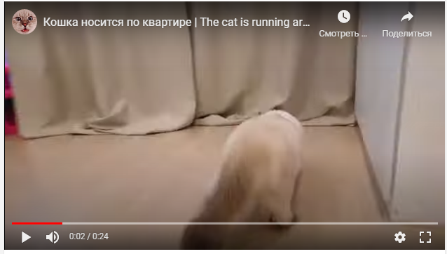 Reply to the post The cat runs around the apartment - cat, Kittens, Interior, Curtains, Reply to post