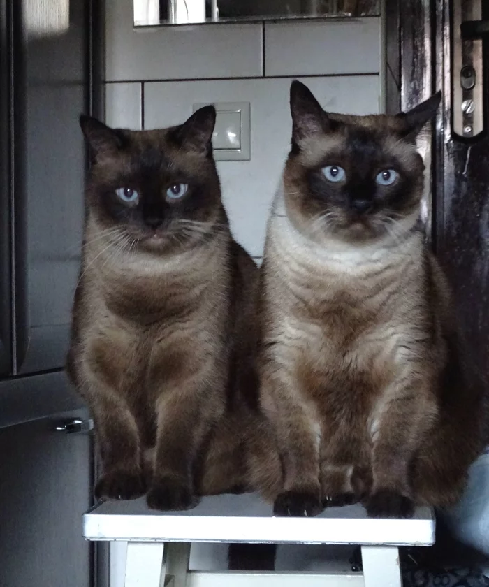 Two on one stool - My, cat, Thai cat, Brothers, Stool, Pets, Fat cats