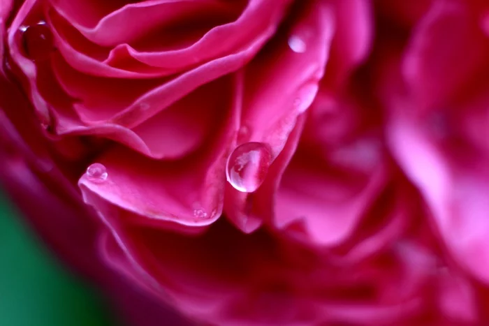 Photos with and without macro - My, the Rose, Macro photography, Macro rings, Nature, Red, Mood, Summer, Longpost