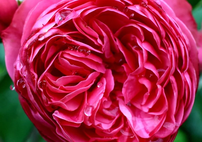 Photos with and without macro - My, the Rose, Macro photography, Macro rings, Nature, Red, Mood, Summer, Longpost