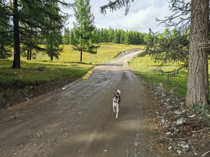 Dogs of Altai - My, Dog, Altai, Beautiful, Longpost, Altai Republic