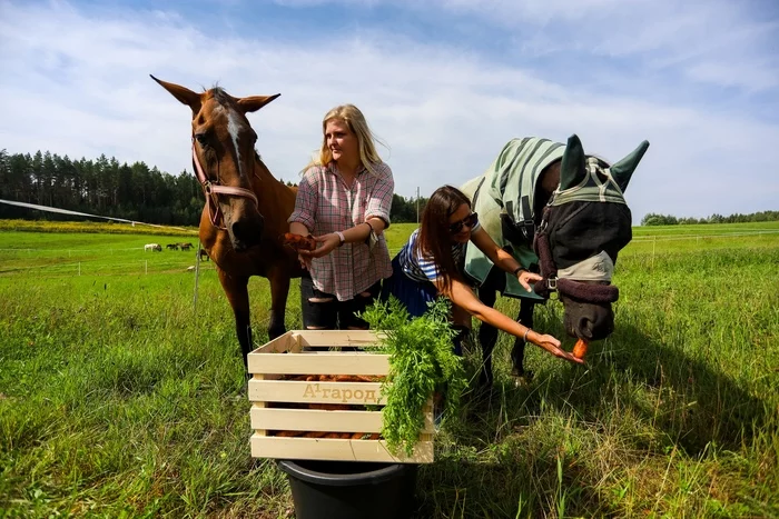 The mobile operator grew vegetables on the roof and fed them to the horses - Republic of Belarus, No rating, Horses, Mercy, Longpost