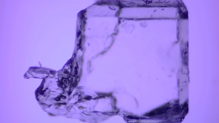 Life under the microscope. - My, Sugar, Sugar, Iodine, Video, Microscope, The science, Longpost