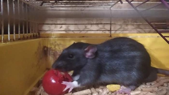 Meet Alfred and Geralt - My, Decorative rats, Pets, Rat, Longpost