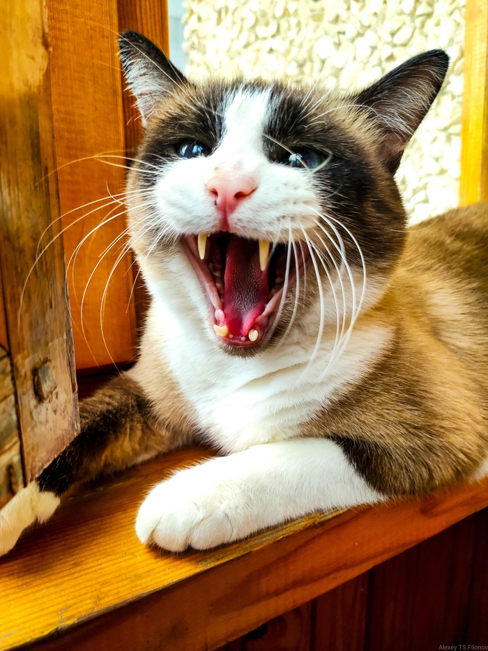 "Я так хохотался"