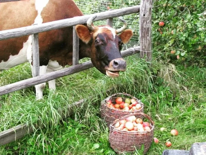 Live a century, learn a century. I recently found out. - My, Сельское хозяйство, Cow, Apples, Animal feed, Farm, Village, Useful, Advice, , Experience, Village, Video