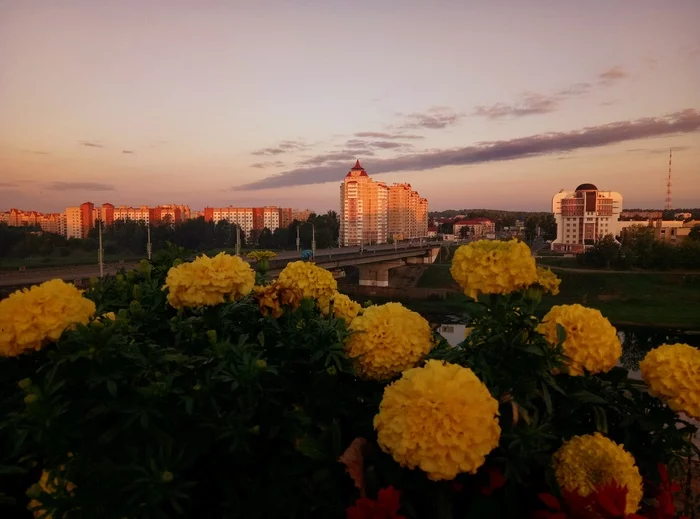 Blokhin Bridge.Vitebsk.Morning - My, Republic of Belarus, Vitebsk, Bridge, Flowers, The photo, Morning