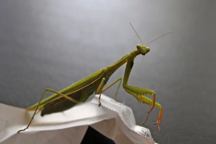 Mantis - My, Mantis, The photo, Insects