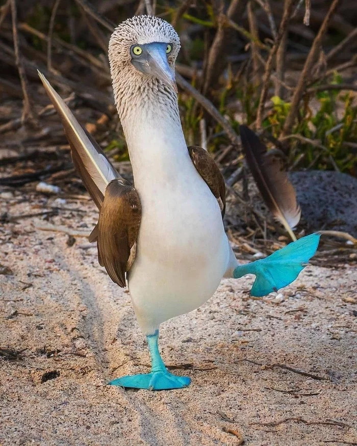 What an important chicken - Birds, Important, Gait, Blue-footed booby