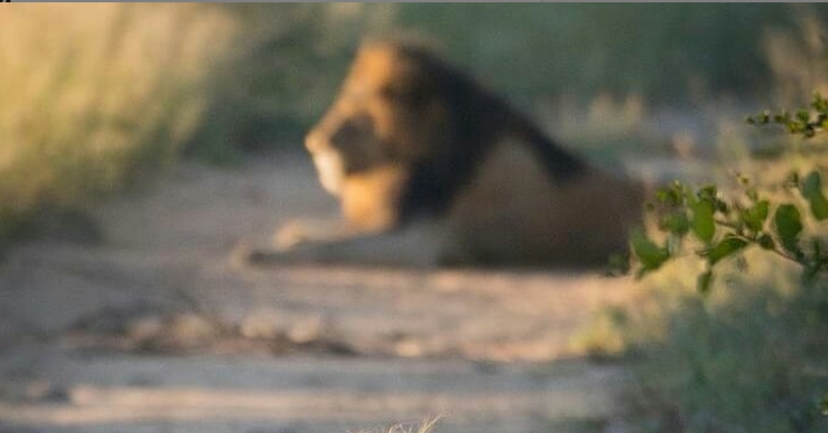 Frontier post. - a lion, Big cats, Cat family, Wild animals, Predatory animals